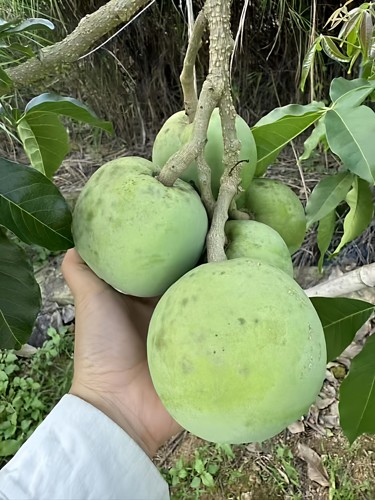 状元红白柿冰淇淋果苗嫁接苗四季结果带土带叶正品金四季 大黑叶