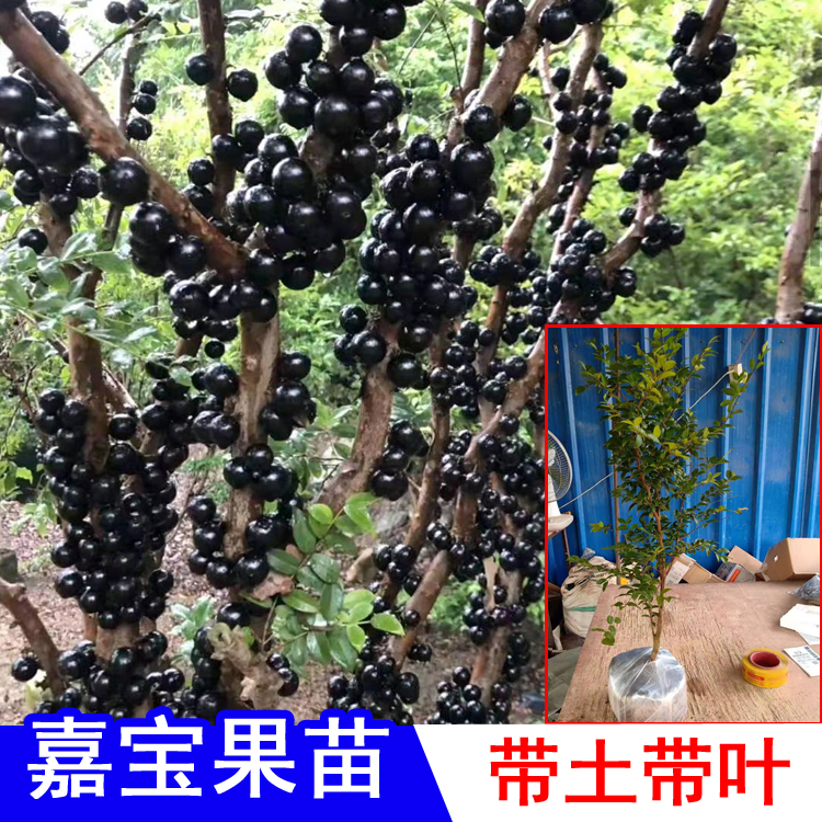 艾斯卡季嘉宝果苗台湾四树葡萄苗带果沙巴嘉宝果树苗当年结果大叶