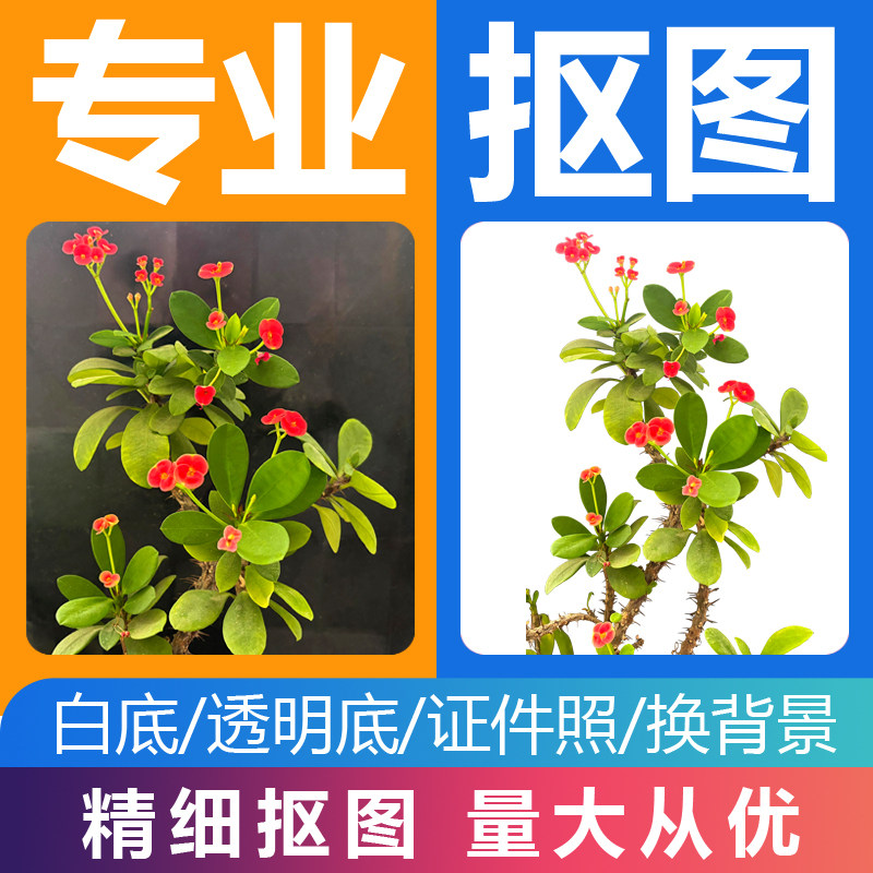 抠图扣图换背景P图片处理抠白底图抠透明背景去水印cdr矢量图制作