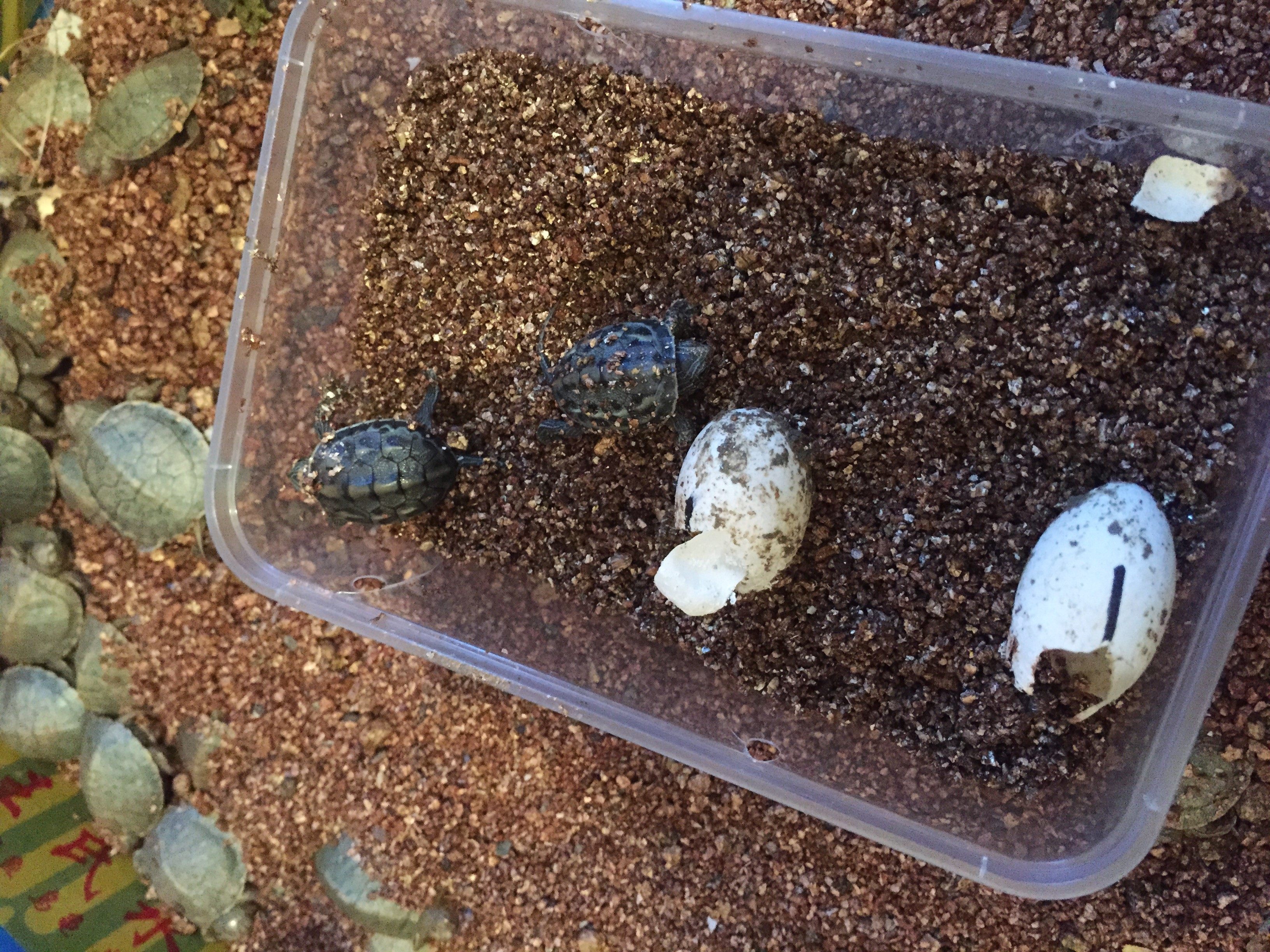 甲鱼蛋乌龟蛋可孵化鳖蛋草龟王八蛋甲鱼苗中华鳖蛋日本蛋黄沙杂蛋|msdalam kategori haiwan peliharaan/makanan haiwan dan bekalan, Aquarium World, penyu/penyu - dari Buy2taobao.com untuk memberikan perkhidmatan ejen Taobao profesional membeli