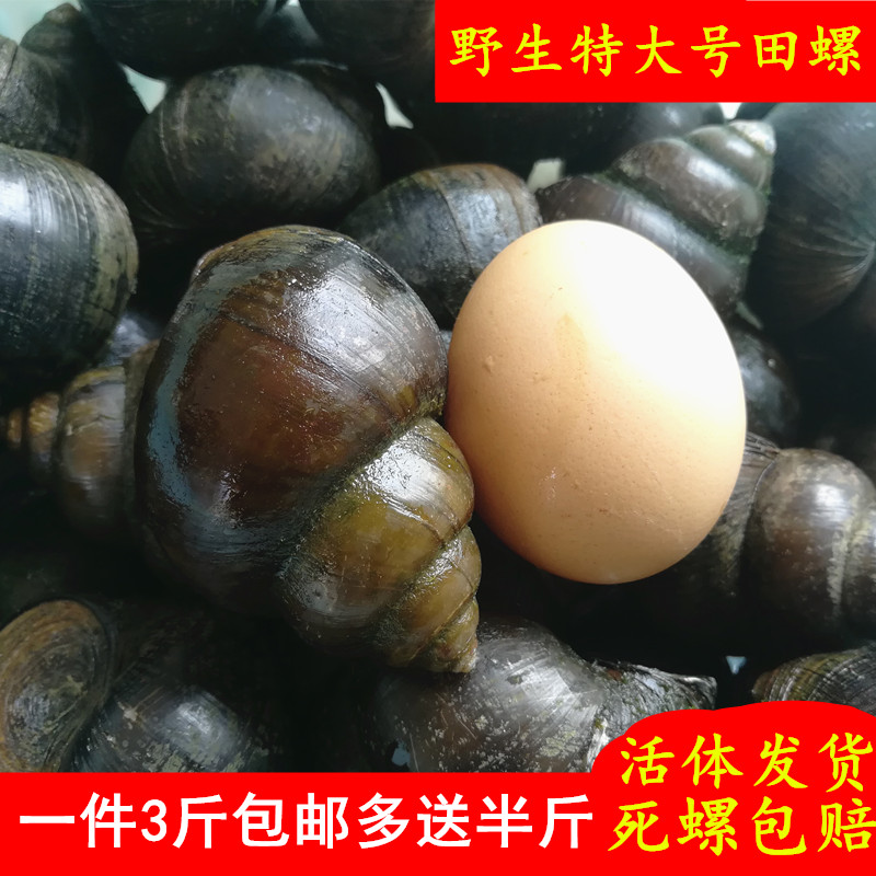 超大河南田螺鲜活肉脆淡水