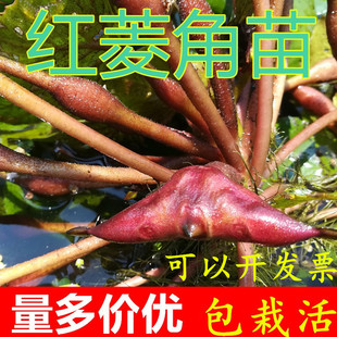 两角红菱角苗水生植物绿植 四两红菱角苗黑凌角苗种子野生棱角种