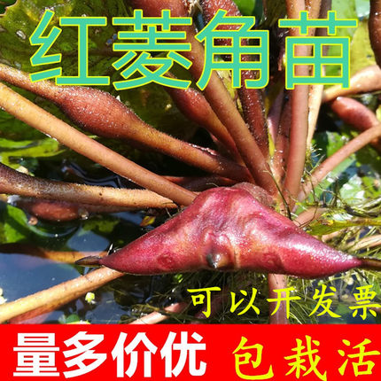 两角红菱角苗水生植物绿植 四两红菱角苗黑凌角苗种子野生棱角种