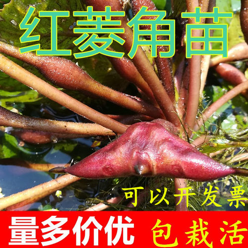 两角四角红菱角苗水生植物绿植