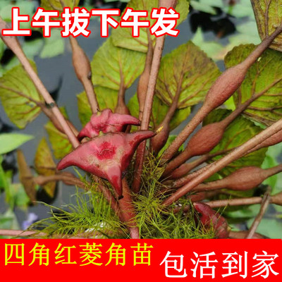 绿植水生植物四角红菱角苗 四两红菱角苗黑凌角苗种子两脚棱角种
