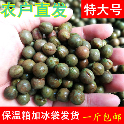 2025新货鸡头果新鲜芡实 带壳鸡头籽 河南潢川鸡头米特大包邮