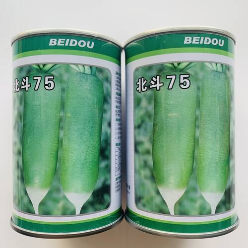 天津科润金星沙窝萝卜种子