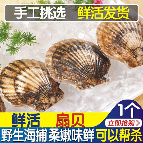 鲜活扇贝1只 新鲜元贝活体海鲜水产蒜蓉粉丝扇贝重庆烧烤火锅食材 - 封面
