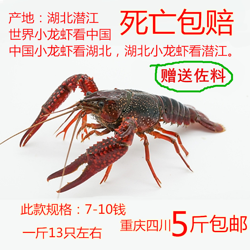 重庆四川清水小龙虾鲜活小龙虾新鲜龙虾鲜活7-9钱5斤小龙虾活体