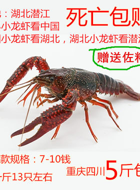 重庆四川清水小龙虾鲜活小龙虾新鲜龙虾鲜活7-9钱5斤小龙虾活体