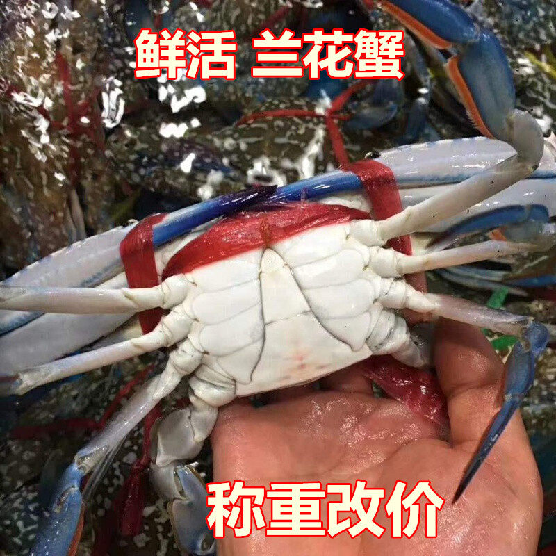 重庆鲜活兰花蟹500克 新鲜海蟹 海鲜水产新鲜梭子蟹大连飞蟹公蟹