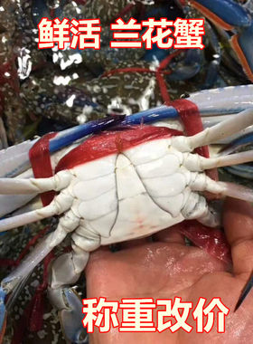 重庆鲜活兰花蟹500克 新鲜海蟹 海鲜水产新鲜梭子蟹大连飞蟹公蟹