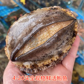 20头 新鲜活鲍鱼小鲍鱼4头 重庆鲜活鲍鱼 海鲜水产鲜活特大鲍鱼