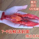 潜江789钱清水鲜活小龙虾1斤大龙虾活体新鲜养殖龙虾重庆海鲜水产