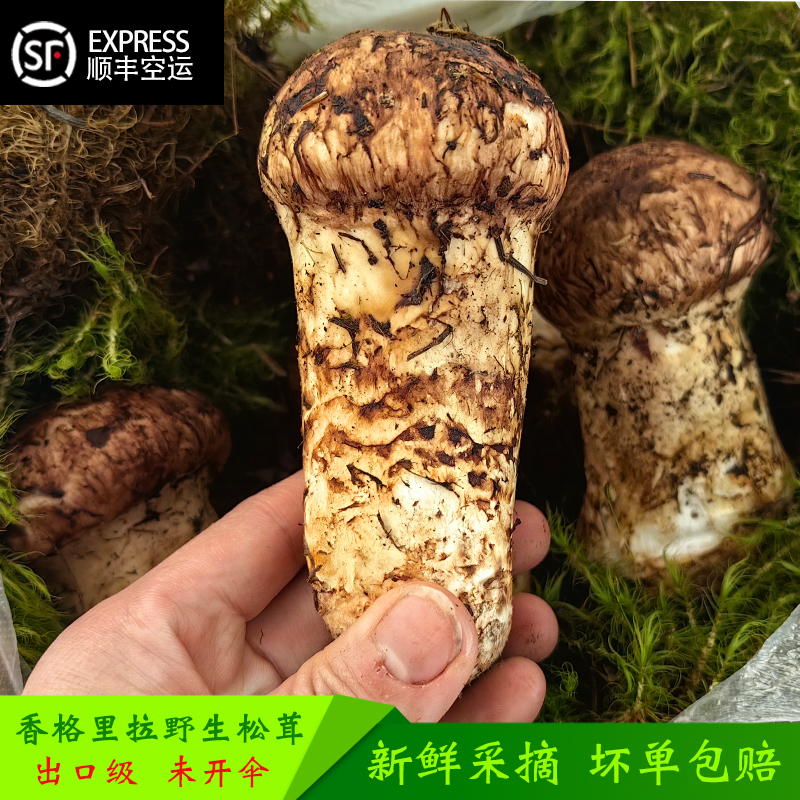 精选香格里拉野生新鲜松茸菌特级