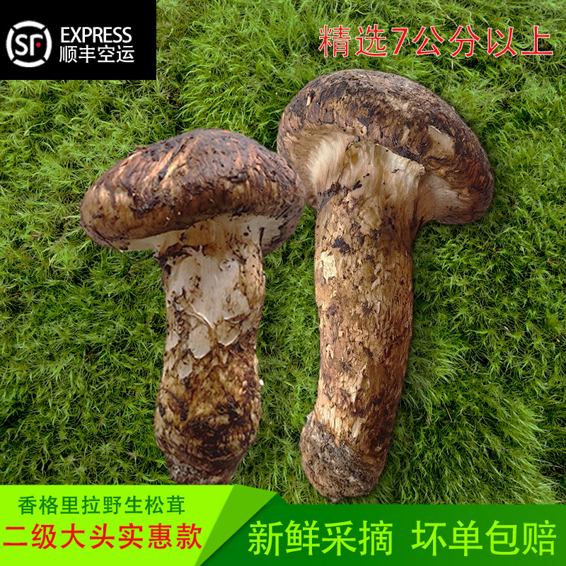 香格里拉野生松茸二级大头菌菇家用自留款云南原产地顺丰空运包邮