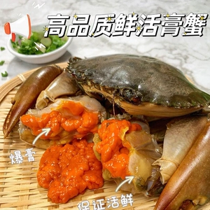 [四只鲜活特大红树林青蟹母蟹野生红膏蟹红鲟海鲜礼盒香辣蟹奄仔蟹]
