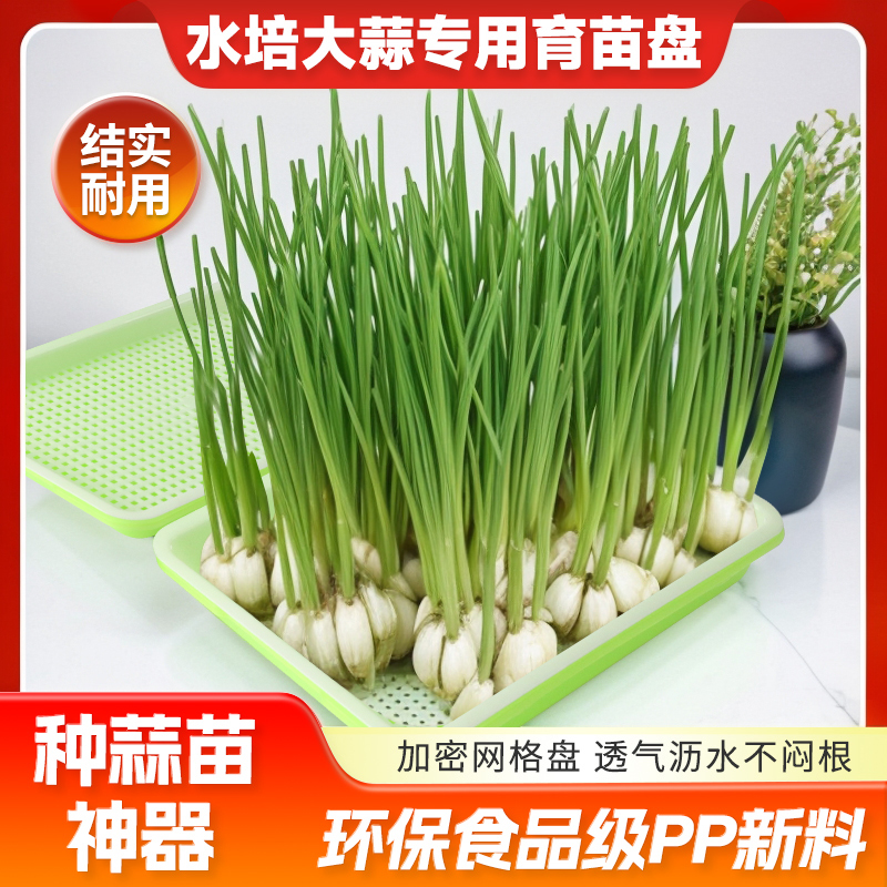 蒜苗盆栽大蒜种植盆种红葱头神器室内家庭阳台种菜盘栽种蒜黄水培