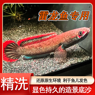 精洗青红沙偏暗灰青沙青灰红沙雷龙专用原生鱼缸造景沙雷龙底沙灰