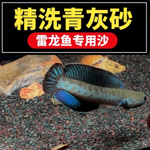天然精洗青灰红鱼缸灰青色沙青灰青红砂酒红雷龙青灰沙
