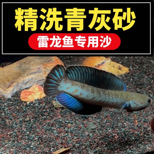 天然精洗青灰红鱼缸灰青色沙青灰青红砂酒红雷龙青灰沙