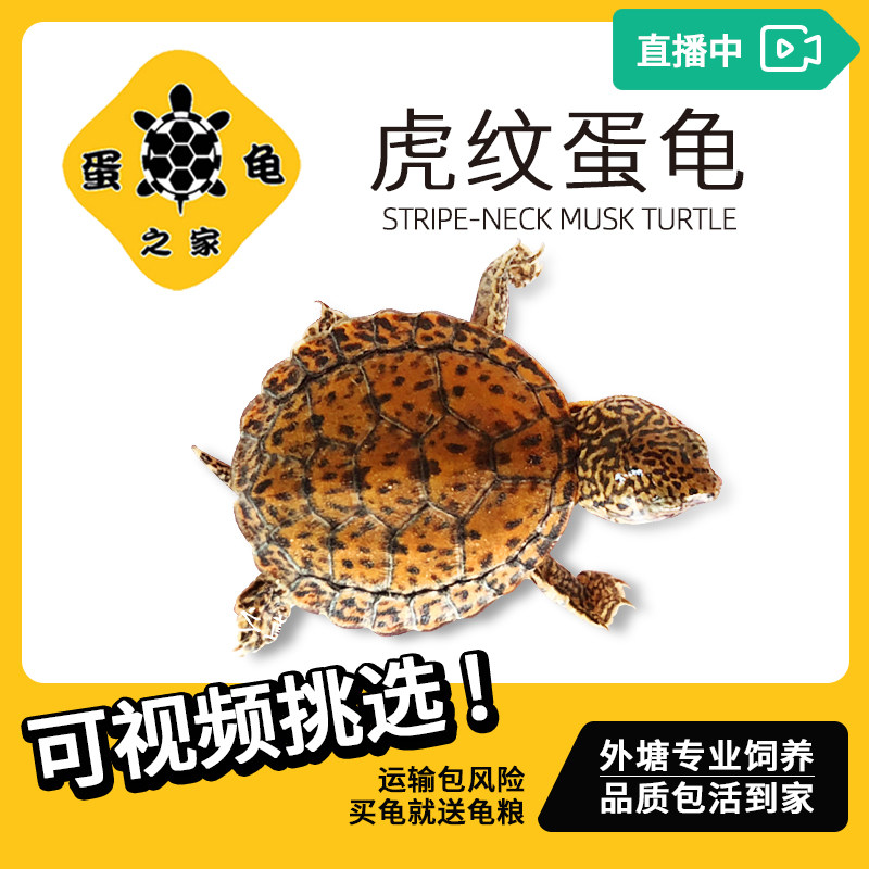 蛋龟之家虎纹龟巨头外塘麝香龟苗黄泽杂食深水观赏龟活泼爬行宠物