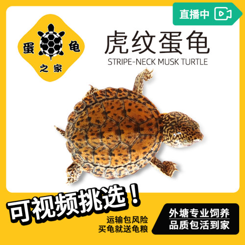 之家虎纹黄泽杂食活泼爬行巨头