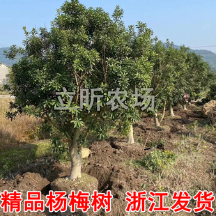 浙江东魁杨梅树大树苗嫁接当年结果黑炭果树果苗庭院盆栽带大土球