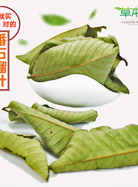 血糖石榴草本善芭乐叶番石榴叶