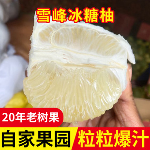湖南怀化雪峰山冰糖柚子安江小苦柚新鲜水果土柚老树金福安兰柚子