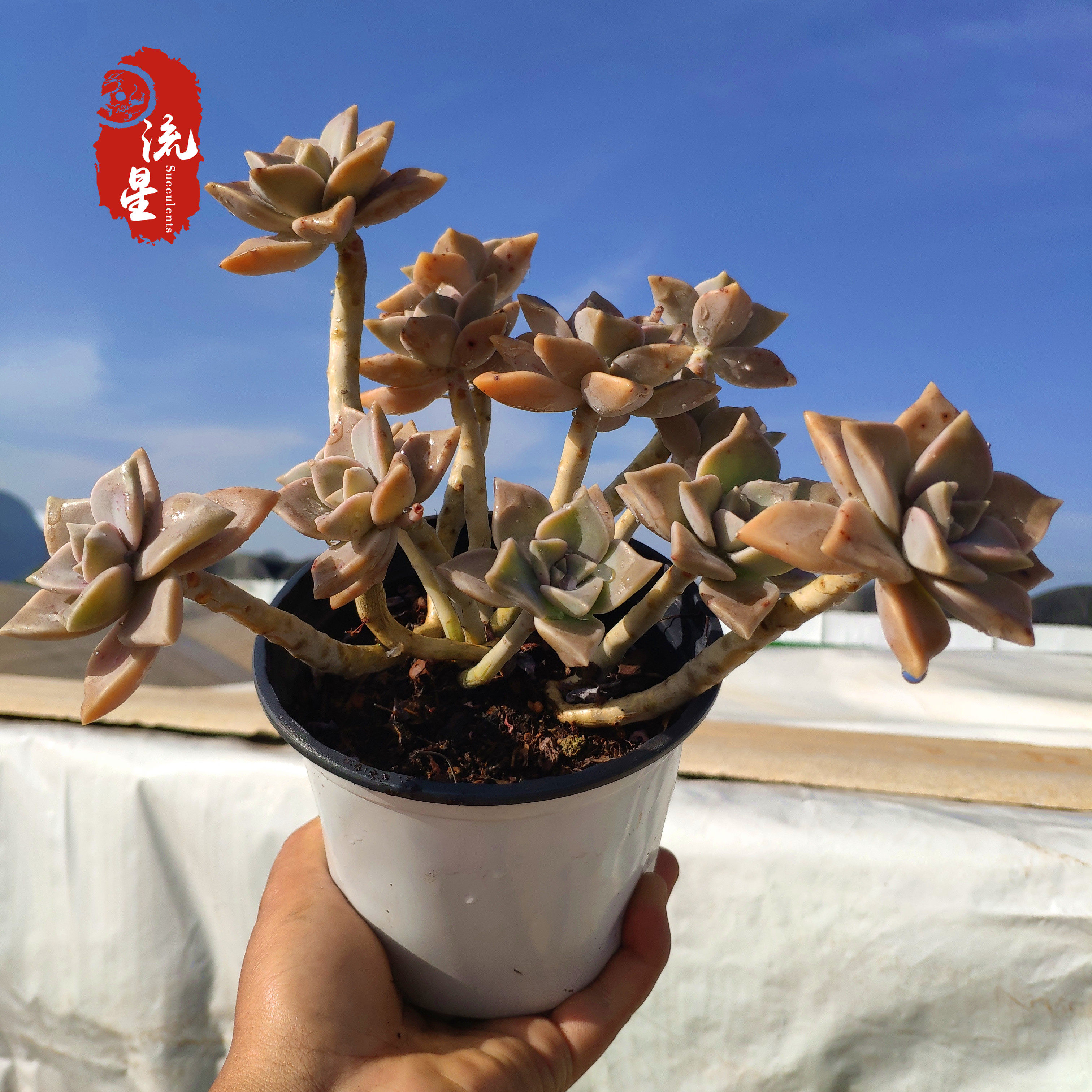 胧月 多肉植物多头造型老庄盆栽大颗花卉绿植精品杂交好养包邮