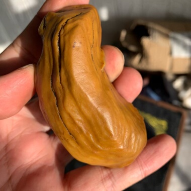 天然鸡油黄螺旋纹沙漠漆原石把玩件重128.8克雕刻出精品戈壁奇石