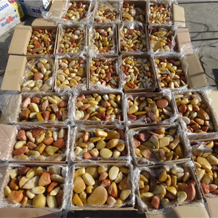 爆款新疆克拉玛依乌尔禾金丝玉原石60斤包邮戈壁玉彩玉宝石光籽料