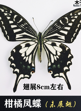 柑橘凤蝶 真蝴蝶标本未展翅原蝶昆虫幼儿教学摄影道具 包邮