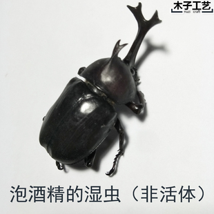 苹绿金龟子独角仙昆虫蝴蝶标本真虫动物自选虫教学拍照道具原虫