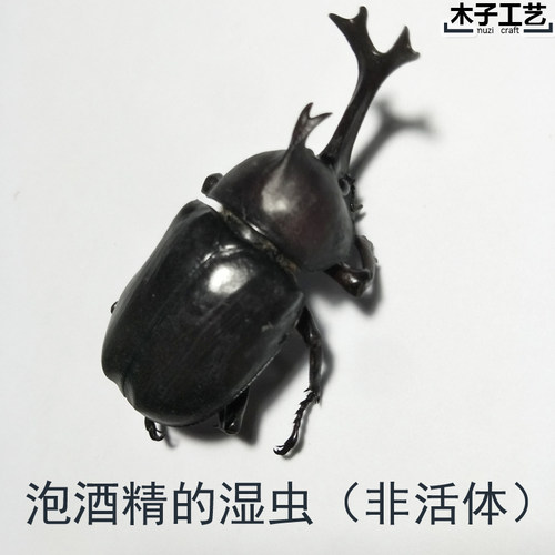 苹绿金龟子独角仙昆虫蝴蝶标本真虫动物自选虫教学拍照道具原虫