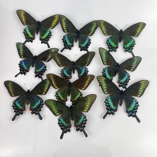 绿带翠凤蝶春型 真蝴蝶标本未展翅原蝶昆虫幼儿教学摄影道具包邮