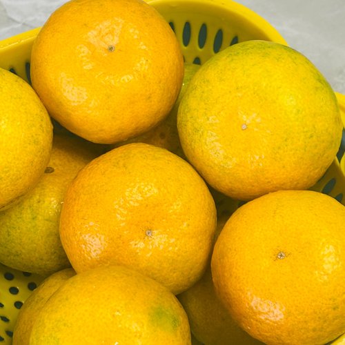 湖北宜昌蜜桔果园现摘酸甜多汁