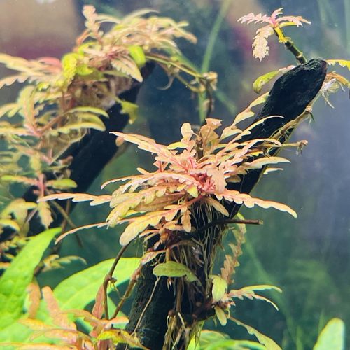 鱼缸淡水活体植物造景羽裂水蓑衣