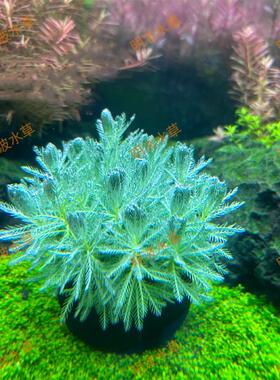 狐尾草自带水草泥坨草无需底沙鱼缸淡水造景新手水草绿色造景增氧