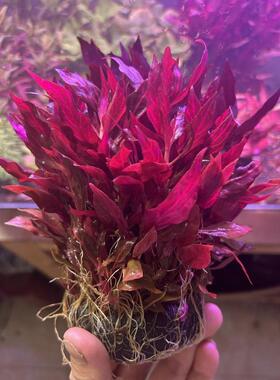 血心兰自养水下叶水草淡水鱼缸中后景鲜艳红色绑沉木造景不需用碳