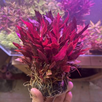 丹麦红玫瑰迷你血心兰水草