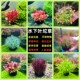 水下叶坨草新手懒人免种植入门级增氧中后景阴性草阳性草无需底沙