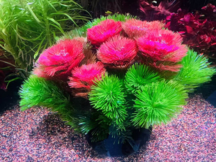 红菊绿菊组合坨草会开花的鱼缸造景草场直发懒人水培增氧淡水水草