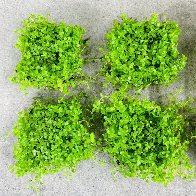 爬地珍珠前景草坪水草淡水鱼缸新手好养坨草网片盒装无菌杯多规格