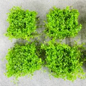 爬地珍珠前景草坪水草淡水鱼缸新手好养坨草网片盒装 无菌杯多规格