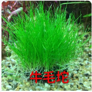 前景草牛毛水草网片坨草自带底座沉底新手好养鱼缸淡水懒人造景