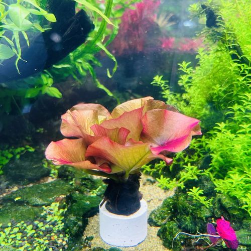 会开花的水草红荷根日本荷根好养