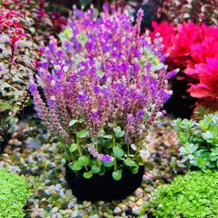 薰衣草坨草小圆叶开花水草鱼缸淡水植物造景增氧净化水质新手好养