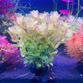 水中皇后粉虎耳绿虎坨草鱼缸淡水水草好养中后景新手不用二氧化碳